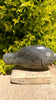 Green spotted Opal Stone Fish.