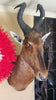 Red Hartebeest Shoulder Mount.