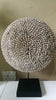 Cowrie Shells Shield from Cameroon.