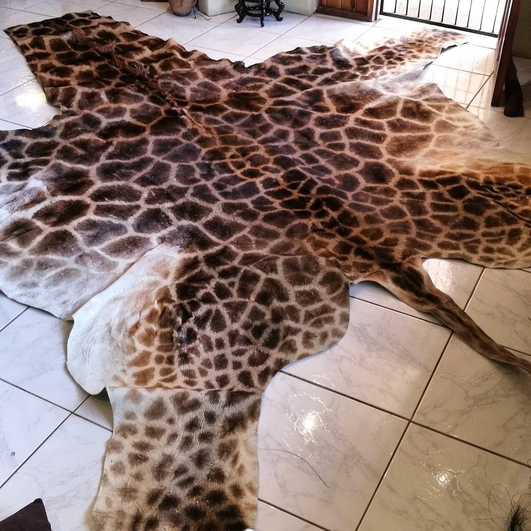 Giraffe Hides