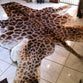 Giraffe Hides