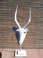Swazi Springbuck wooden carved.