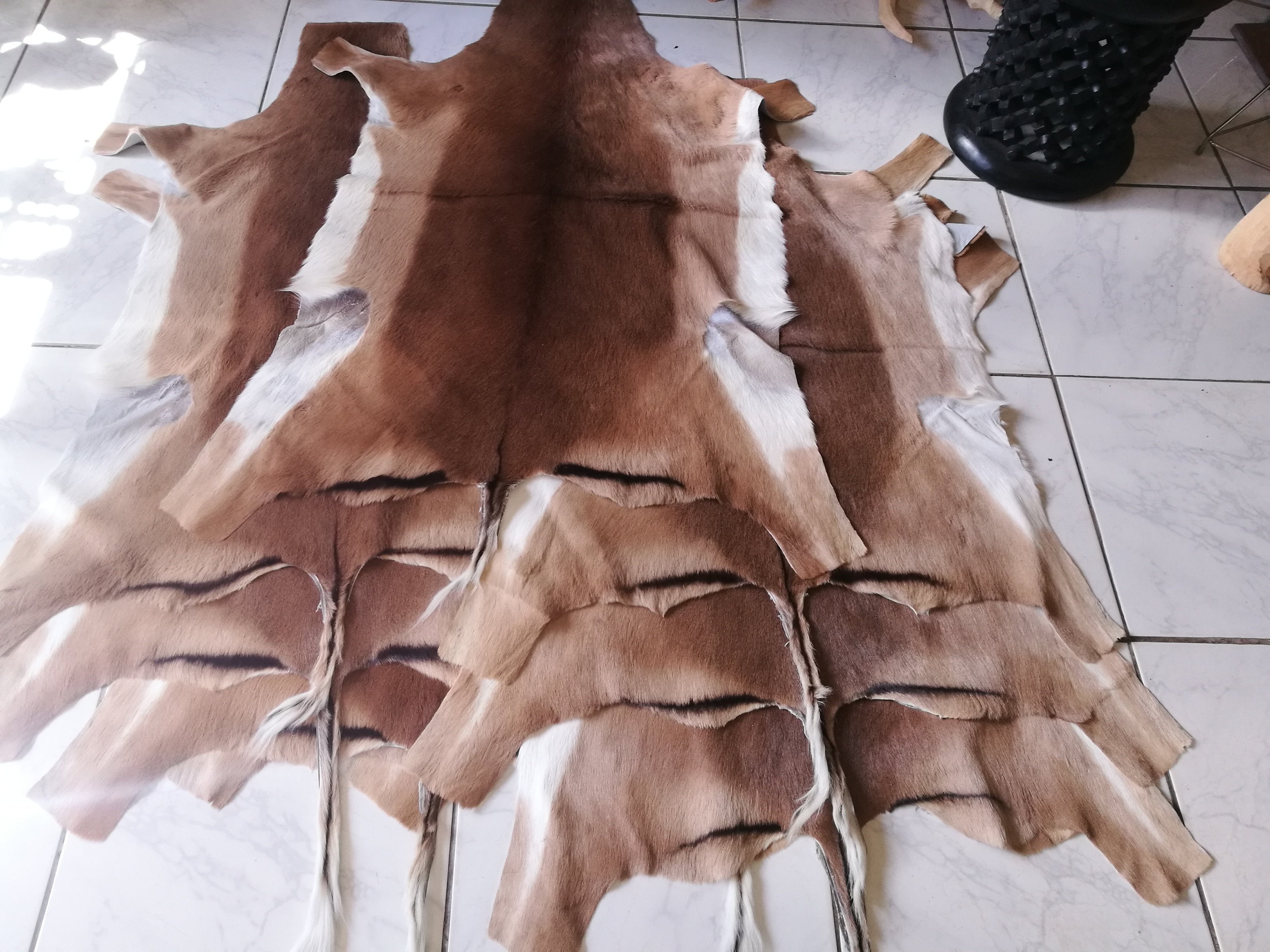 Impala(aepyceros melampus) Flat Skin.