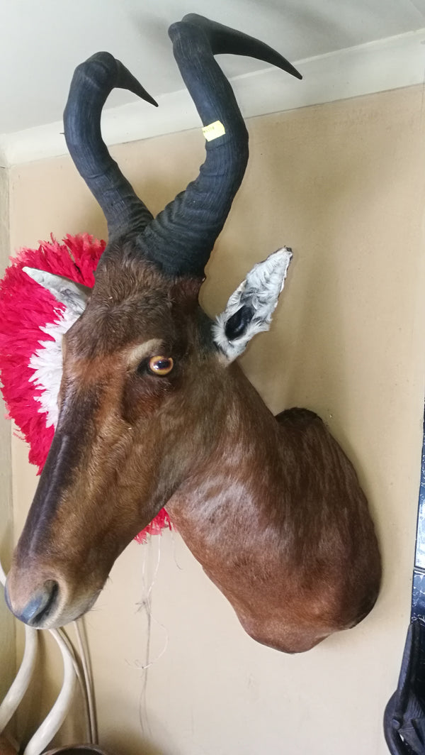Red Hartebeest Shoulder Mount.