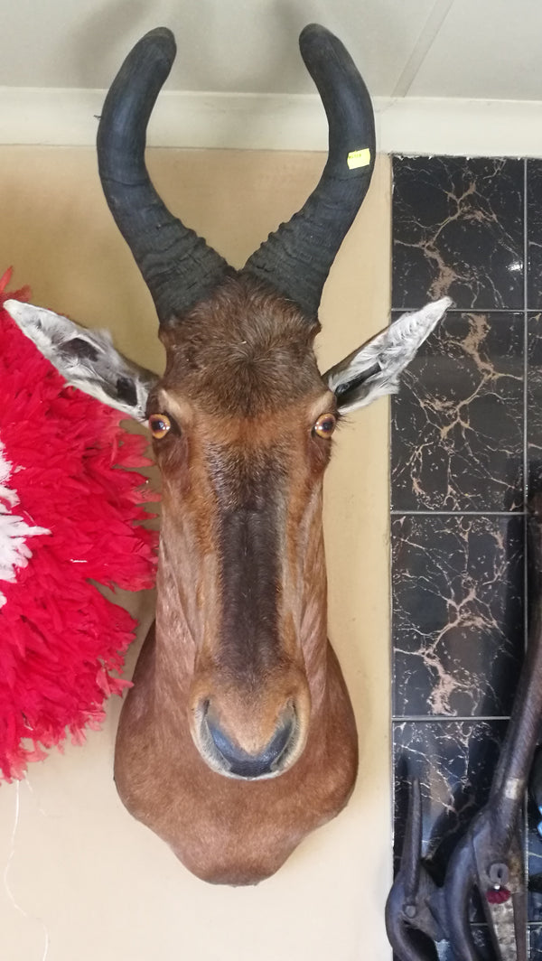 Red Hartebeest Shoulder Mount.