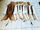 Springbok Flat Skin