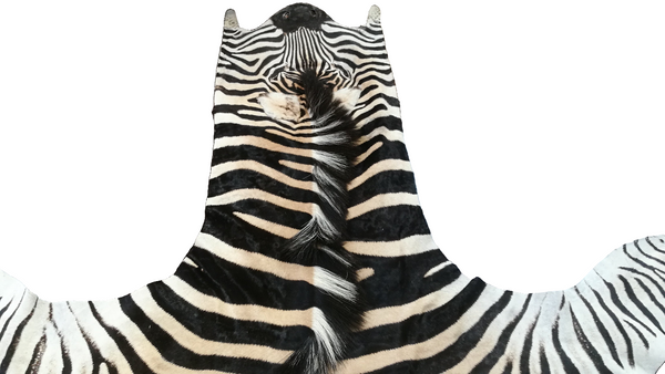 Zebra Burchell Hide AA grade