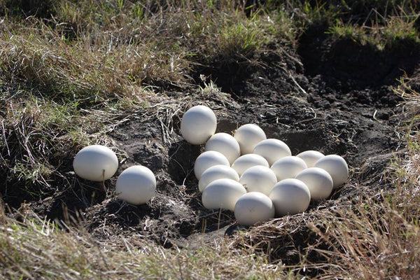 Fresh Ostrich Eggs.