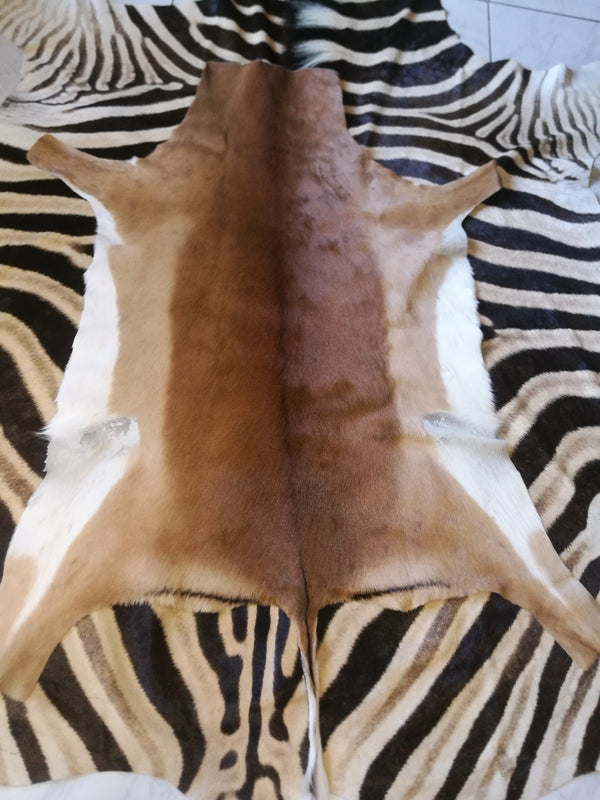 Impala(aepyceros melampus) Flat Skin.