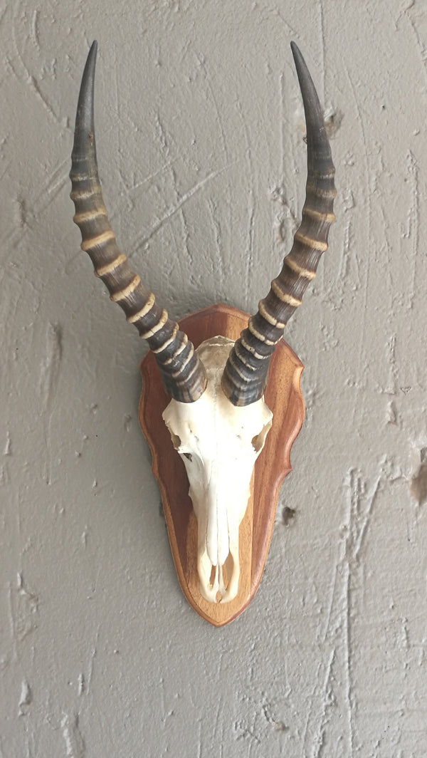 African Blessbok Skull.
