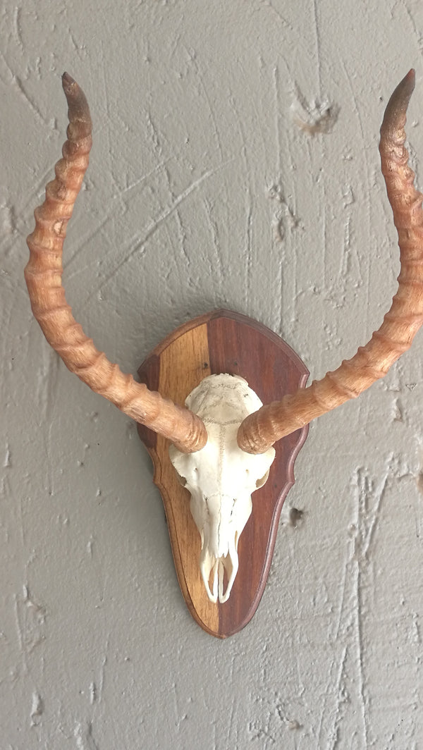 African Impala Skull.